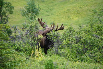 Bull Moose in the Tundra