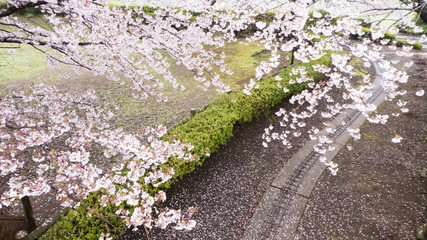 桜と線路
