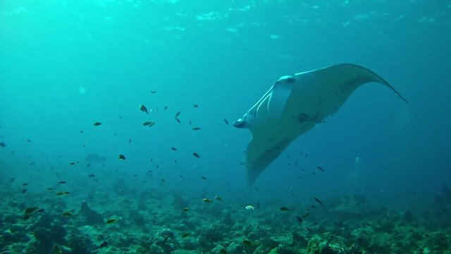 Diving in Maldives Sea Ray