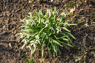 Galanthus, or snowdrop early spring in the woods