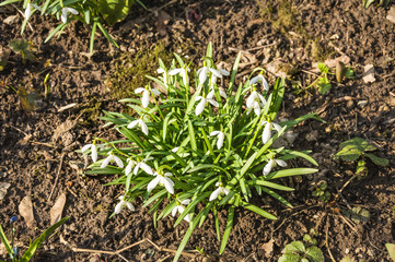 Galanthus, or snowdrop early spring in the woods