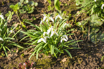 Obraz premium Galanthus, or snowdrop early spring in the woods