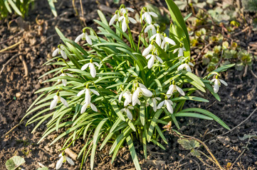Galanthus, or snowdrop early spring in the woods