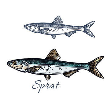 Sprat fish vector isolated sketch icon