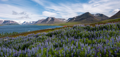Naklejka premium Pingeyri fjord, Westfjords, Iceland