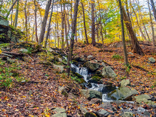 Autumn Hillside Stream