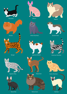 cats breeds set with breed name