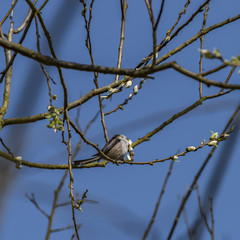 Bird on fruit tree with young bloom