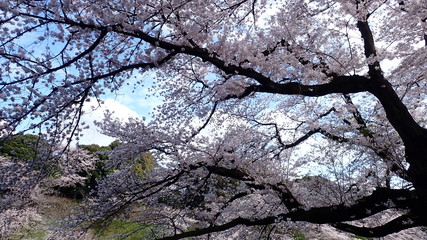 青空の桜