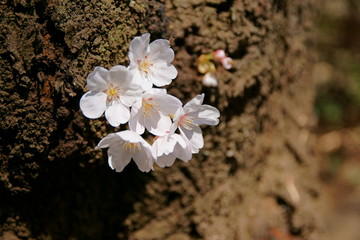 sakura