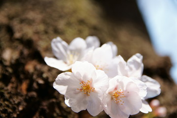 sakura