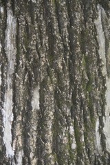 Fototapeta premium Tree Moss