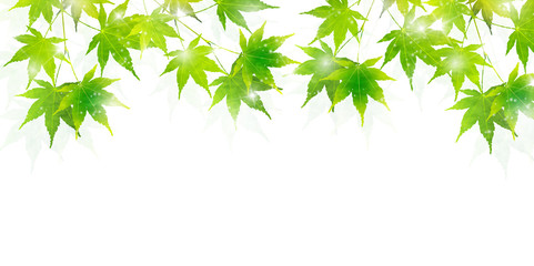 もみじ　葉　夏　背景