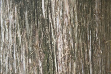 Obraz premium Tree Bark