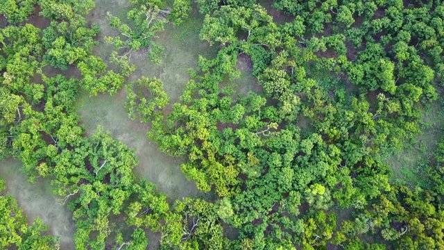Aerial shot with from a drone. Flying over lychee tree farms at Fang City, Chiang Mai, Thailand
