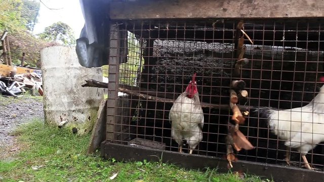 Two white cocks at the cage