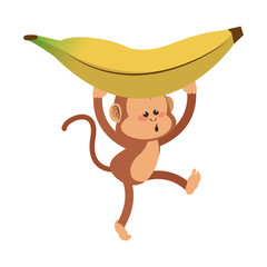 Monkey holding a banana,  cartoon icon over white background. colorful design. vector illustration
