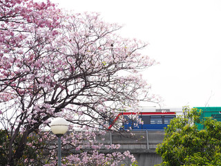Fototapeta premium Tabebuia rosea, pink trumpet tree and BTS sky train