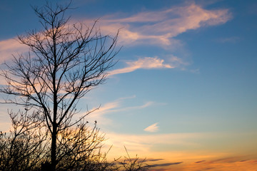 Single black tree on colorful sunset sky background New York City