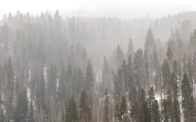Colorado Winter Forest Landscape in Colorado Mountains