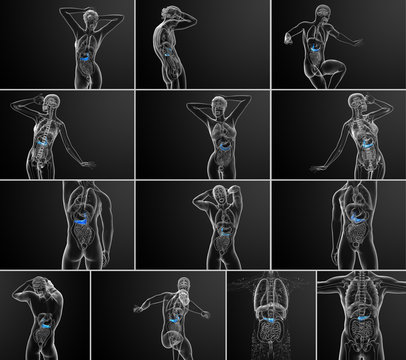 3d rendering medical illustration of the gallblader and pancrease