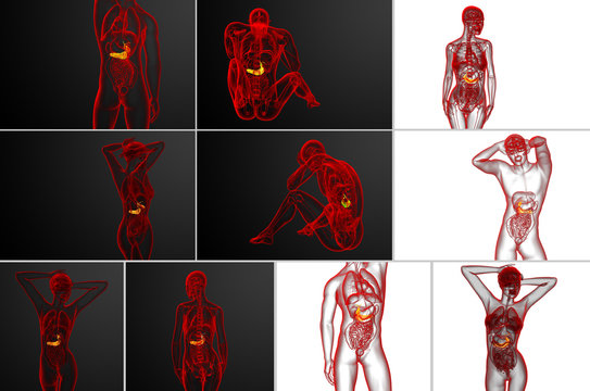 3d rendering medical illustration of the gallblader and pancrease