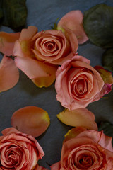 Pink Peach Roses and Rose Petals on a Dark Background