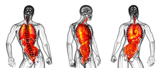 3d rendering medical illustration of the human digestive system and respiratory system