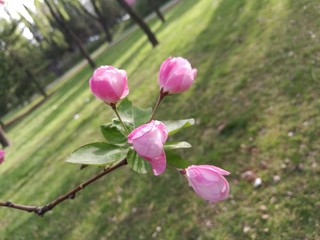 peachblossom and grassland