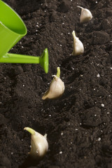 Garlic is planted in the ground