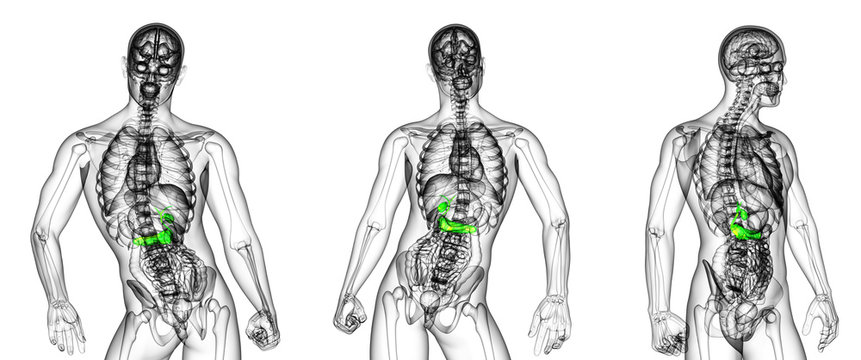 3d rendering medical illustration of the gallblader and pancrease