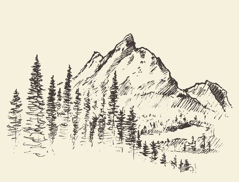 Vector mountain peak pine forest hand drawn