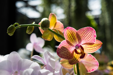 Obraz premium Farland orchid