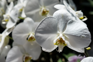 Farland orchid