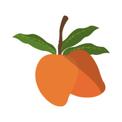 mango fruit icon over white background. colorful design. vector illustration