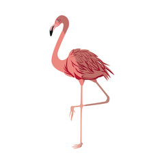 pink flamingo bird icon over white background. colorful design. vector illustraiton