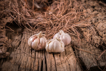 garlic on wood