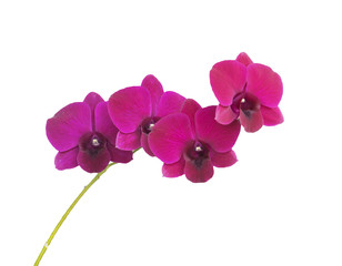 Orchid flowers,Pink orchid isolated on white background