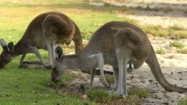 Zwei Kängurus fressen im Schatten, Männchen und Weibchen, Perth, Westaustralien, Australien, Western Australia, Down Under, Video