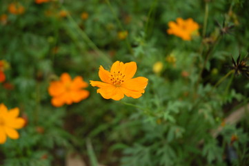 Blooming sunny yellow daisy flowers
