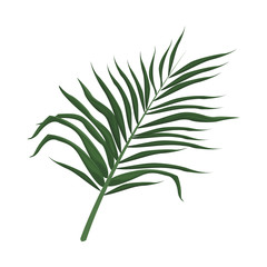 Obraz premium tropical leaf icon over white background. colorful design. vector illustration