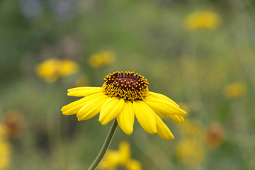 Close up on one Rudbeckia hirta, commonly called black-eyed-Susan flower in a field. Rudbeckia hirta is the state flower of Maryland. Side view