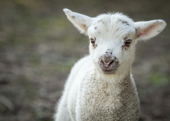 Fototapeta premium Little lamb