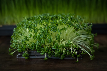 Microgreen