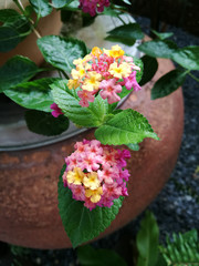 Pink and yellow lantana flowers