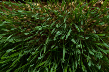 Wheat grass
