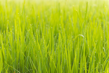 Rice leaves with water drop dew in the morning