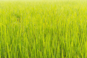 Rice leaves with water drop dew in the morning