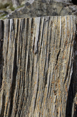 Cut pine trunk along