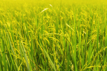 Rice plant in rice field